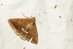 Artena dotata