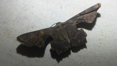 Monobolodes prunaria