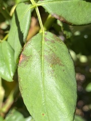 Diplocarpon