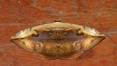Hypopyra vespertilio
