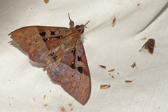 Ischyja marapok