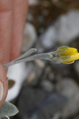 Physaria arctica