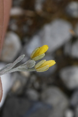 Physaria arctica