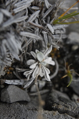 Physaria arctica