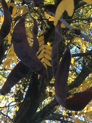 Gleditsia triacanthos