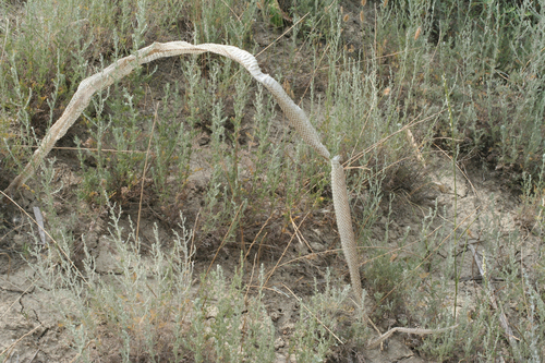 Red-Bellied Racer