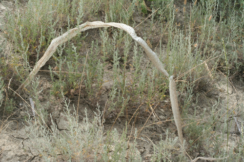Red-Bellied Racer