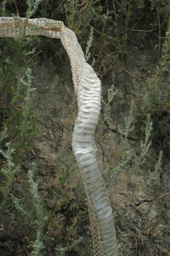 Red-Bellied Racer