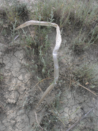 Red-Bellied Racer