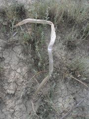 Dolichophis schmidti