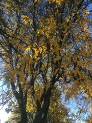 Gleditsia triacanthos