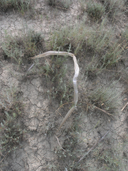 Dolichophis schmidti