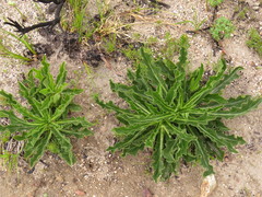 Lichtensteinia trifida trifida
