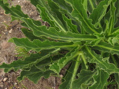 Lichtensteinia trifida trifida