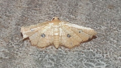 Microbelia intimalis