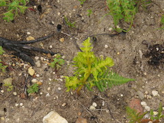 Eriophyes quadrifidus