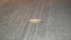 Microbelia intimalis