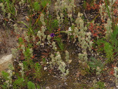 Troglophyton parvulum