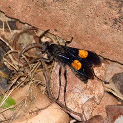 Calopompilus maculipennis
