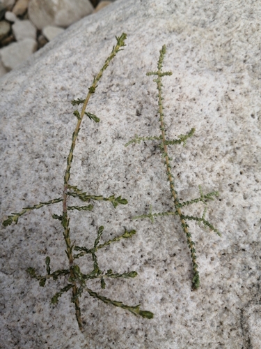 Image of Myrovernix intricata by (c) Danie Palm, some rights reserved (CC BY)