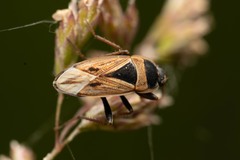 Xanthochilus quadratus