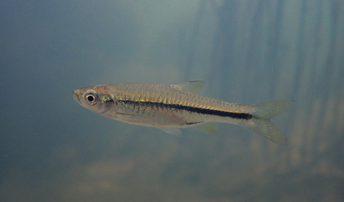 Steiners rasbora (Rasbora steineri) — Cyprinidae