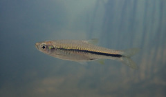 Rasbora steineri