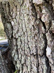 Candelariella reflexa