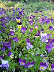 Viola