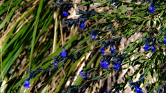 Salvia lycioides