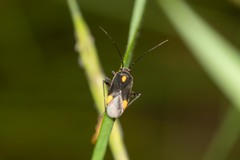 Capsodes flavomarginatus