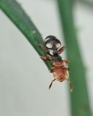 Cephalotes umbraculatus