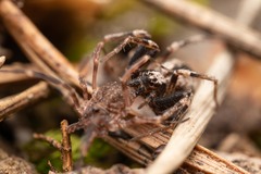 Thanatus sabulosus