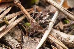 Thanatus sabulosus