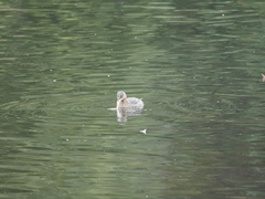 Podilymbus podiceps podiceps