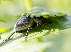 Otiorhynchus vehemens