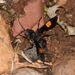 Calopompilus maculipennis