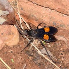 Calopompilus maculipennis