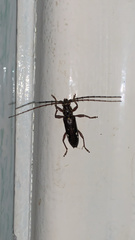 Ambonus interrogationis