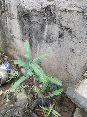 Phyllanthus emblica