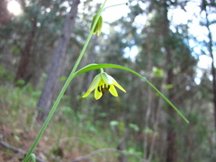 Fritillaria micrantha