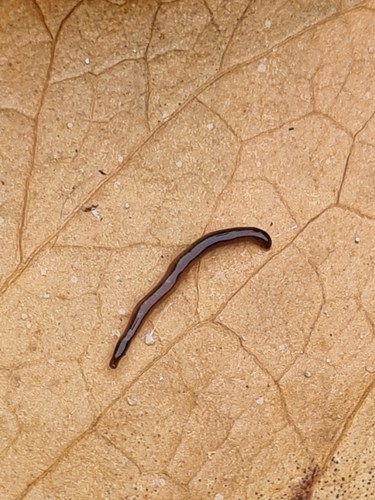 Snake-headed Flatworm, 3997 't Goy, Netherlands, photo 10 of 10