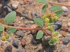 Euphorbia ocellata arenicola
