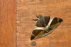 Bastilla crameri