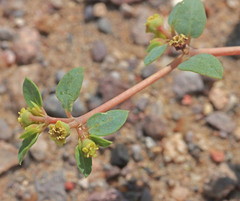 Euphorbia ocellata arenicola