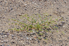 Euphorbia ocellata arenicola