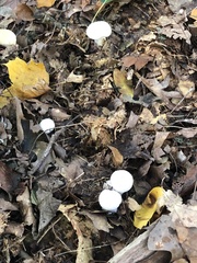 Clitocybe robusta