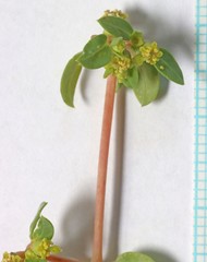 Euphorbia ocellata arenicola