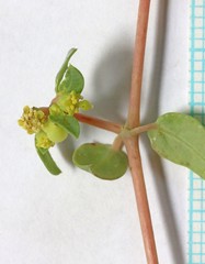 Euphorbia ocellata arenicola
