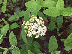 Viburnum × rhytidophylloides
